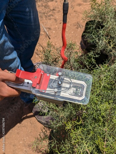 Fotografía photosynthesis measuring using IRGA (Infrared Gas Analyser) 3
