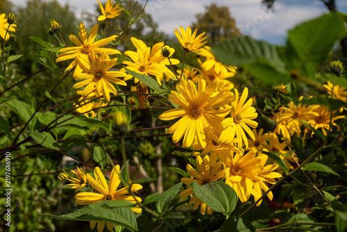 Bright yellow Jerusalem artichoke flowers blooming brightly in a garden with green foliage.