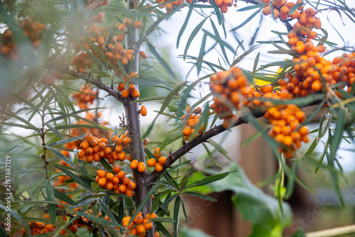 Konstfotografi Clusters of bright orange sea buckthorn berries ripening on branches with narrow green leaves