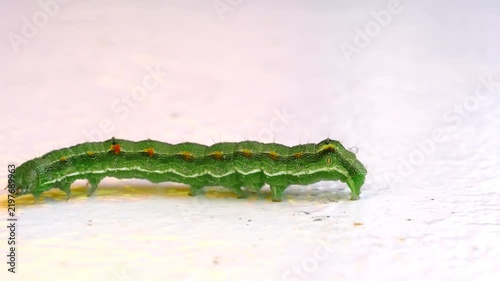 Macro side profile of a vibrant green Small Emperor Moth (Saturnia pavonia) caterpillar with yellow spots and fine hairs crawling across a textured white background.