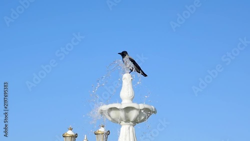 Two hooded crows playfully interact at a white fountain. One drinks and bathes on the spout while the other lands with wings fully spread against a clear blue sky 