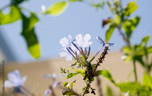 Fotografía Pale blue flowers of Cape leadwort (Plumbago auriculata) in Ibiza
