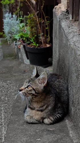 黒川温泉の小猫　早朝