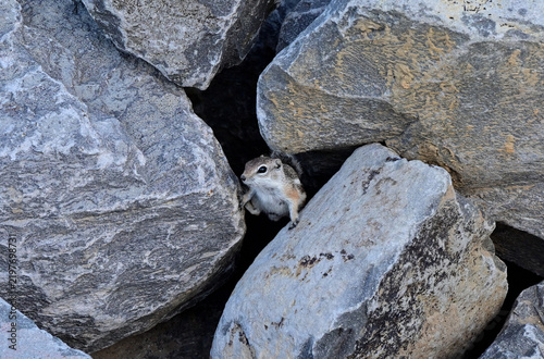 A White-tailed Antelope Squirrel (Ammospermophilus leucurus) straddling two rocks in the Great Basin of Nevada.

