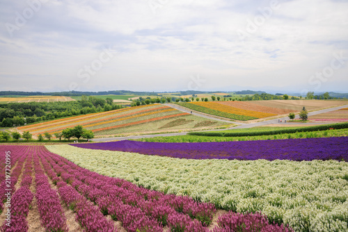 Rows of colorful flowers and distant heart shapes in rolling hills of Biei in Hokkaido, Japan