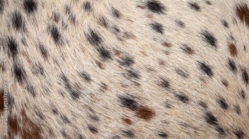 Appaloosa horse fur texture, spotted animal skin background, natural horsehair pattern close-up