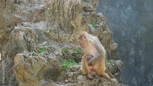 Konstfotografi female japanese macaque sitting alone and backward glance on the big rocks in th
