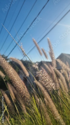 reeds in the sunrise wind 