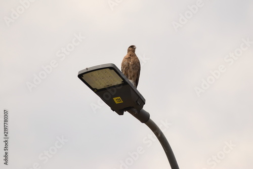 Tiuque sobre farol