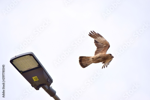 Tiuque volando sobre farol