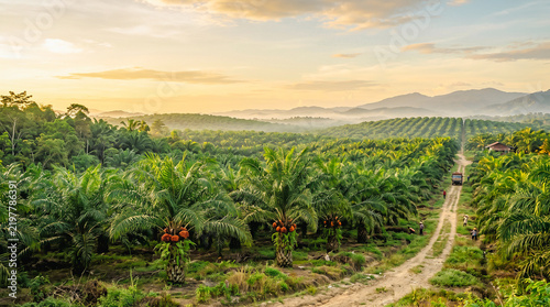 Indonesian oil palm plantation landscape with morning mist and hills in the background