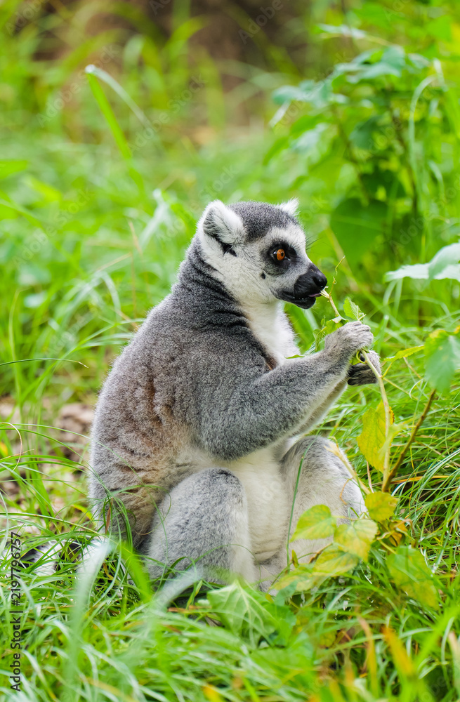 Obraz premium A ring-tailed lemur that's really interested in tender plant shoots