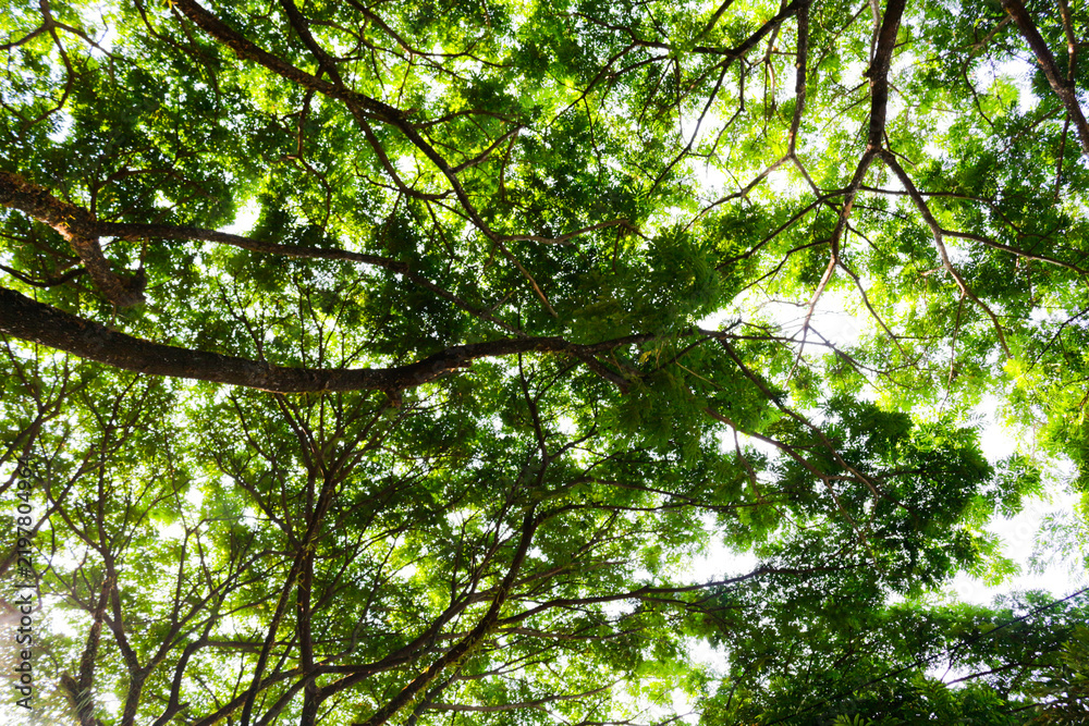 Fototapeta premium Sunlight filters through dense green leaves. Twisting tree branches stretch toward the sky. Dappled light creates a soft, natural glow. Vibrant foliage suggests a thriving, peaceful forest