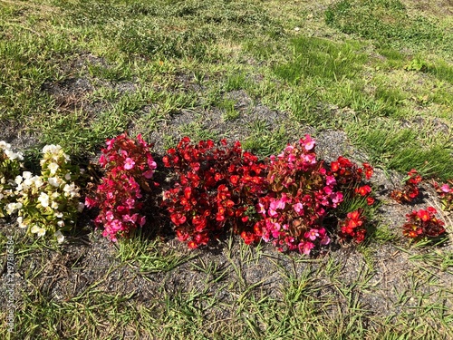Obraz na plátně Red flowers blooming on a grassy hillside