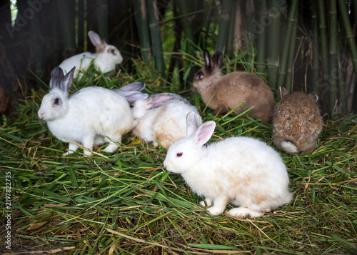 Group of cute rabbits eating green grass on the ground in a farm yard.