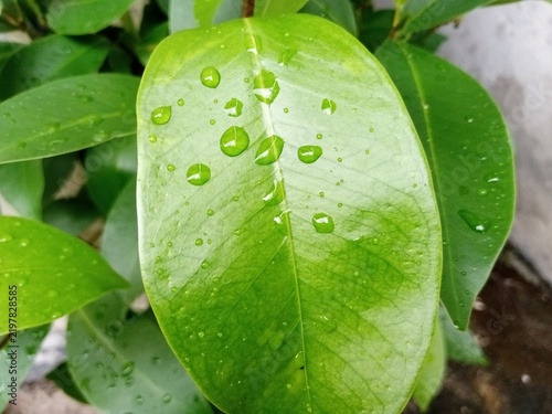 Fresh Green Leaf With Water Drops Close Up