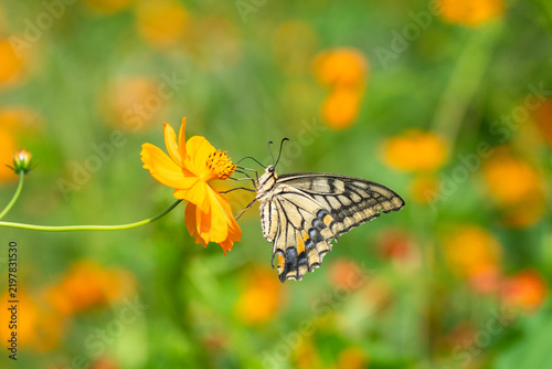 キバナコスモスの花で吸蜜するキアゲハ