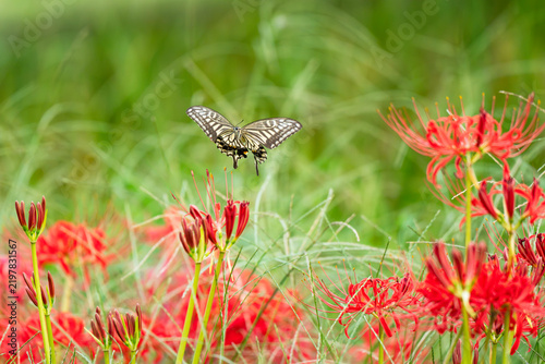 秋晴れの草むらに咲く彼岸花とアゲハチョウ