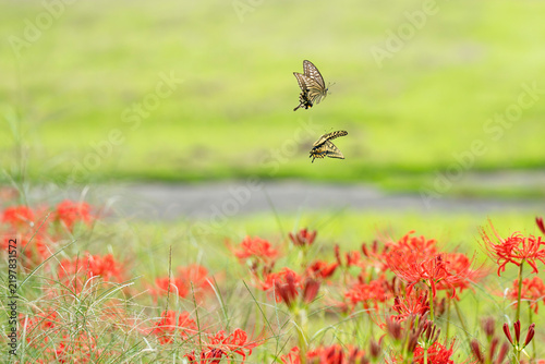 秋晴れの草むらに咲く彼岸花とアゲハチョウ