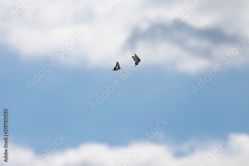 爽やかな秋空を高く飛翔するアゲハチョウ