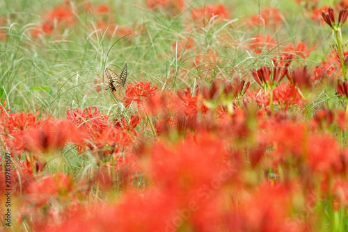 秋晴れの草むらに咲く彼岸花とアゲハチョウ