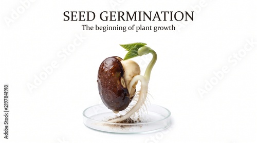 Seed Germination Study Showing A Sprouting Bean In A Laboratory Petri Dish