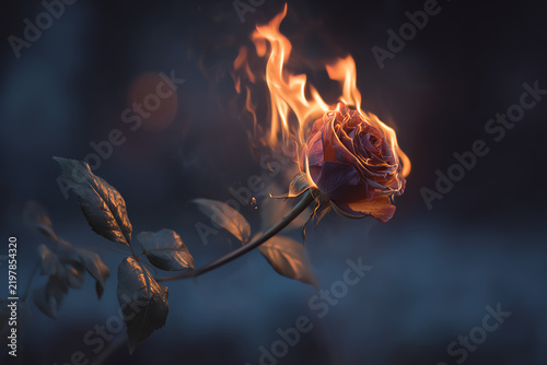 Rose Ablaze: A single rose, its petals engulfed in flames, stands dramatically against a blurred, dark background, symbolizing passion, destruction, and intense emotion.