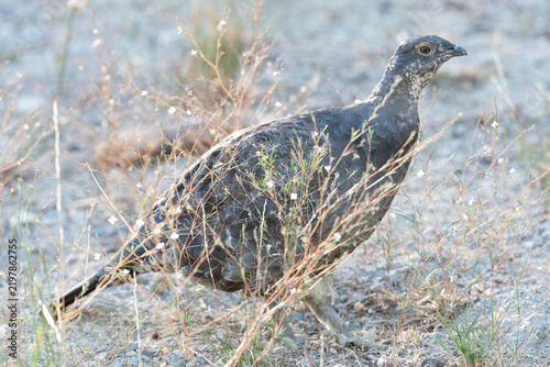 Sooty Grouse, Dendragapus fuliginosus
