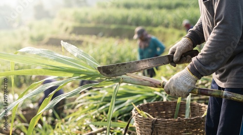 Manual harvesting of sugarcane in a rural agricultural field by a farmer using a machete
