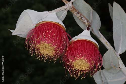 Red Eucalyptus Flowers