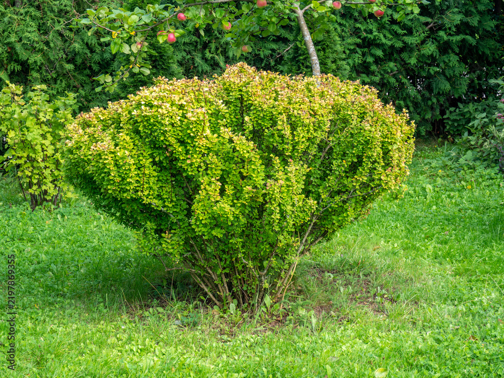 Obraz premium Dense ornamental barberry shrub Berberis with rounded shape and vibrant green and yellow-green foliage growing in a lush garden meadow