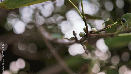 Close-up of white flower buds blooming on tree branch in nature