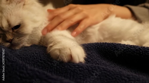 A fluffy white cat naps peacefully while a hand gently pets its back creating a mood of comfort and relaxation
