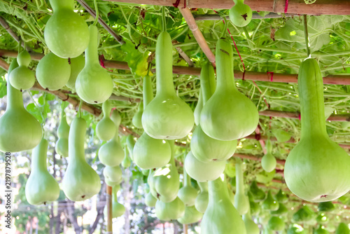 Close up natural bottle gourd in farm