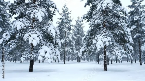 A snowy pine forest with trees covered in snow during daytime with a serene winter mood