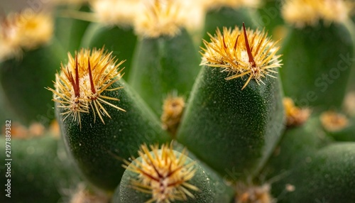 Macro close-up of a green cactus with sharp yellow spines and textures