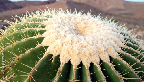 Extreme close-up of a golden barrel cactus with woolly areoles and sharp spines