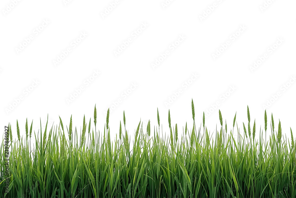 Fototapeta premium Classic green grass border strip front view