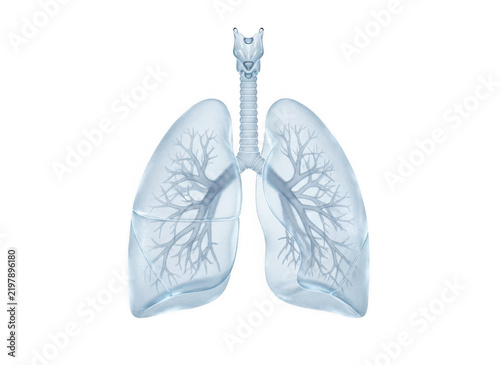 A 3D anatomical of human lungs with a bronchial tree, rendered in light blue on a white background, for medical education isolated on a transparent background