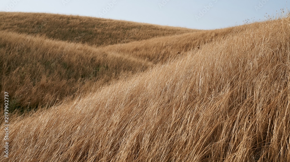 Fototapeta premium Golden dry grass covers rolling hills under blue