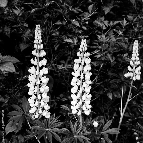 black and white Lupine white flowers in green leaves background in the park