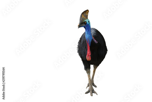 Cuadro en lienzo Beautiful Southern Cassowary standing isolated on transparent background png fil