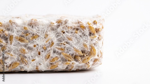 Organic mycelium culture growing on golden grain kernels showing dense white fungal webs and dew droplets in bright studio light