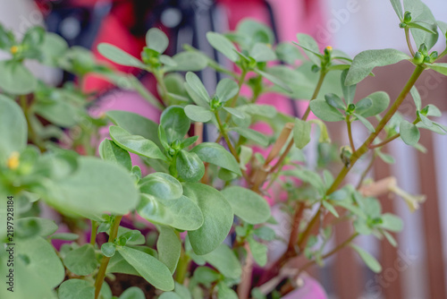 Purslane, used in foods and salads, is grown in pots on the balcony. A flowering purslane (Portulaca oleracea) plant. Bloom, blossom. No people, nobody. Horizontal photo.