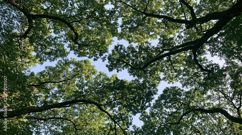Fototapeta premium Low angle view looking up through green tree