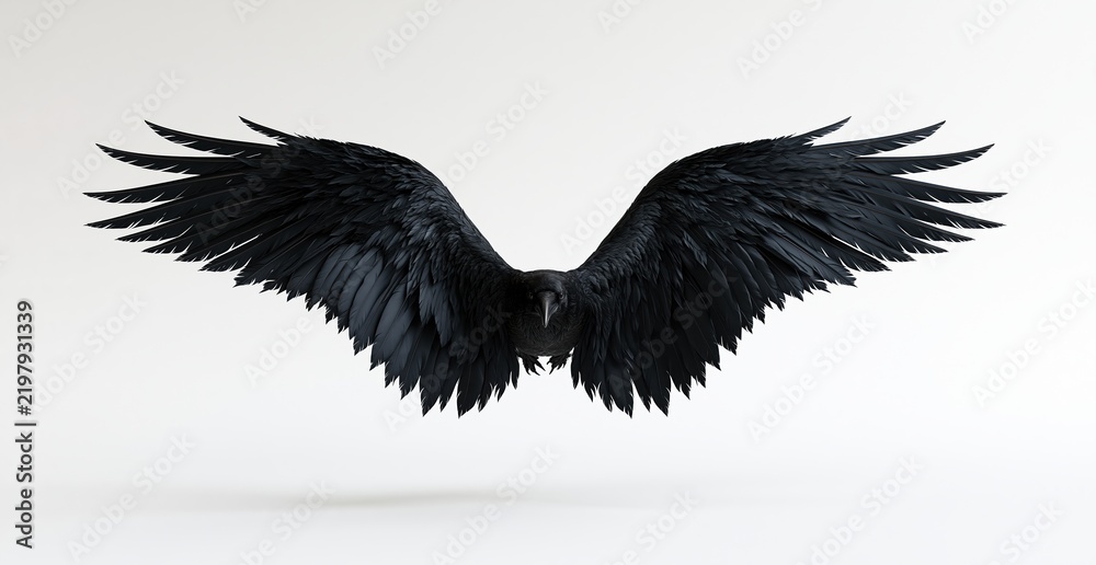 Fototapeta premium Large black raven bird flying with spread wings