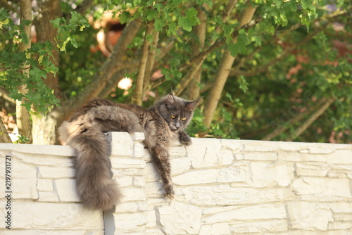 Beautiful young Maine Coon cat with long fluffy gray fur and golden eyes relaxing outdoors on a white garden wall. Portrait of a majestic long-haired domestic cat surrounded by green nature 