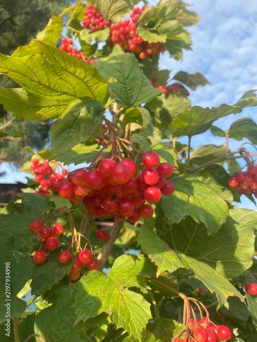 Fotografie Red berries of viburnum on a branch in the garden.