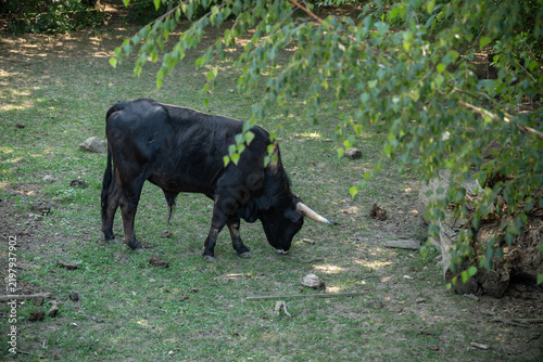 Obraz na plátně Adult aurochs outdoors in an enclosure from a top view.