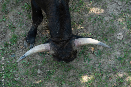 Фотография Adult aurochs outdoors in an enclosure from a top view.